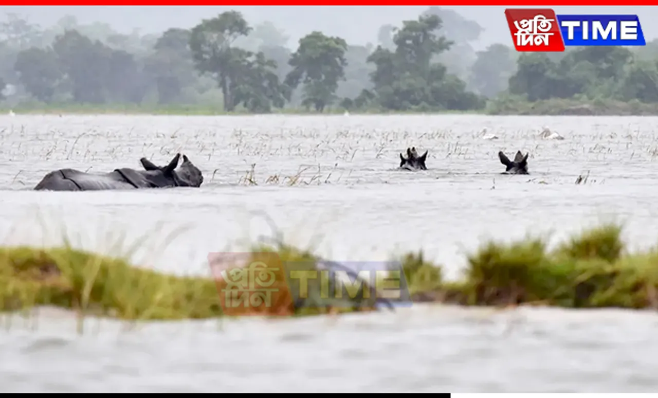 Assam Floods: Over 1.30 Lakh People Still Affected as Wildlife Faces Dire Straits